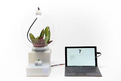 Plant Fever - Design aus der Pflanzenperspektive