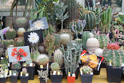 Cacti market