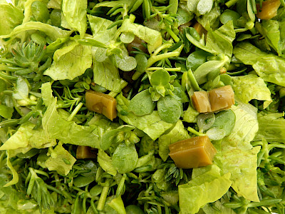 Salat aus sukkulenten Pflanzen: Nopalitos, Sedum und Portulac.