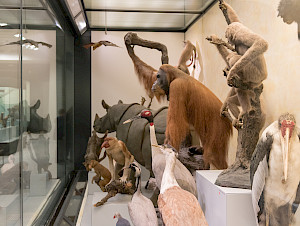 Zm+Museum+Aethiopis+180213+61