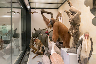 Zm+Museum+Aethiopis+180213+61
