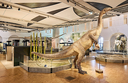Mein erstes Mal ... im Naturhistorischen Museum