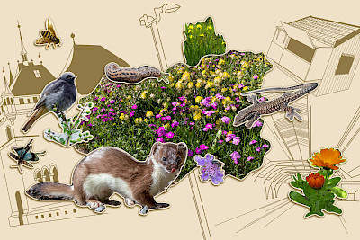 Interconnected nature – a liveable city