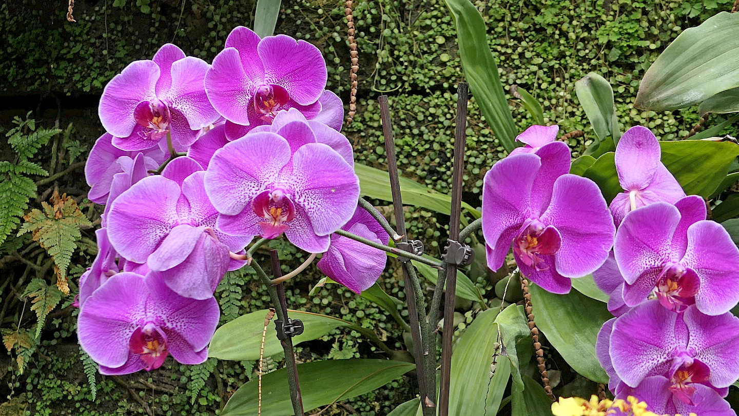 190111+Gr%c3%bcn+U+Mittag+Phalaenopsis+Tropenhaus+Bl%c3%bcte+V03+(2)