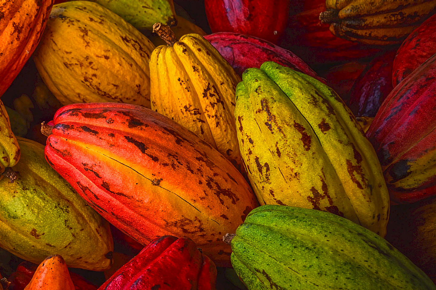 From the Amazon to Taucherli chocolate